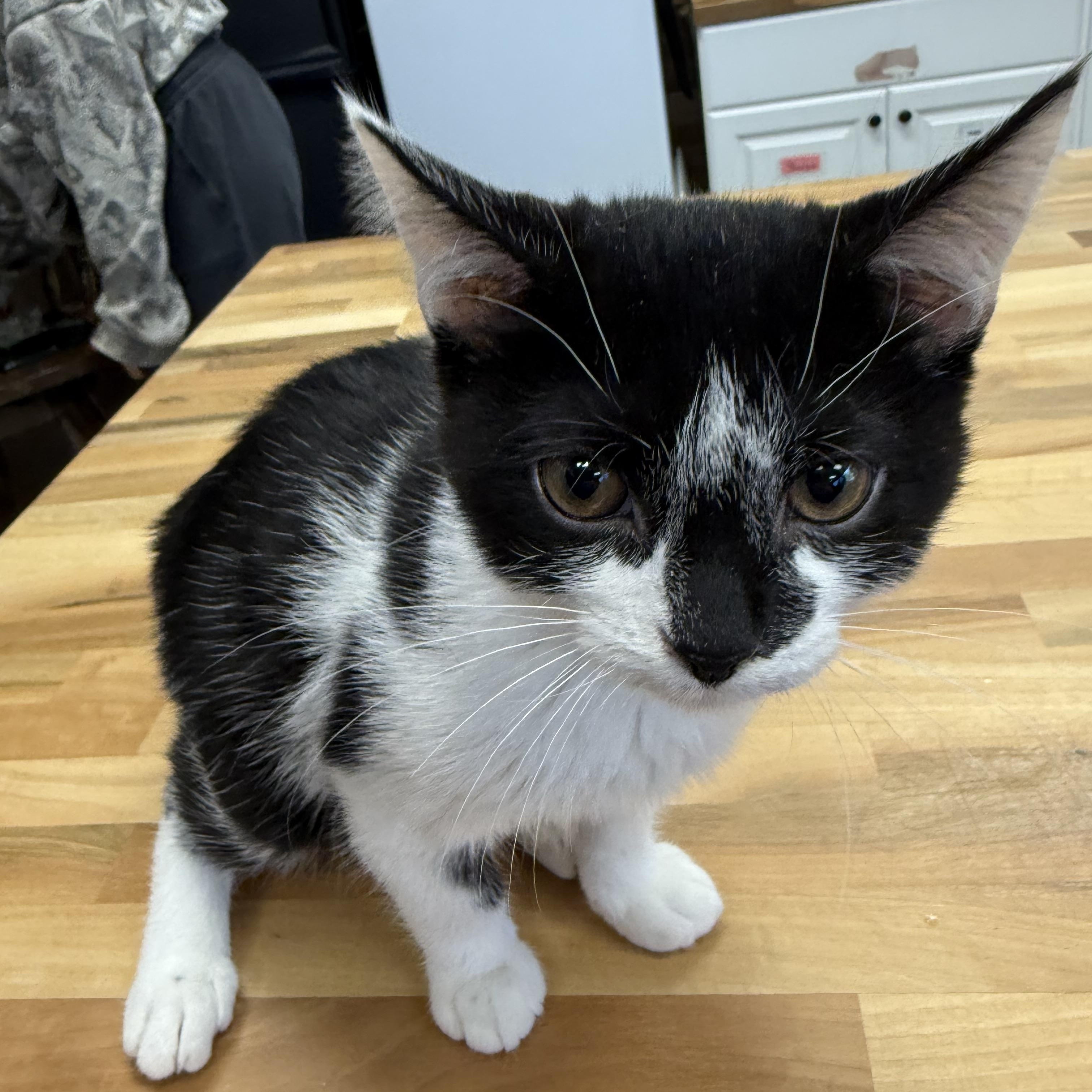 Gray, Adopted, Kitten Male Domestic Short Hair.