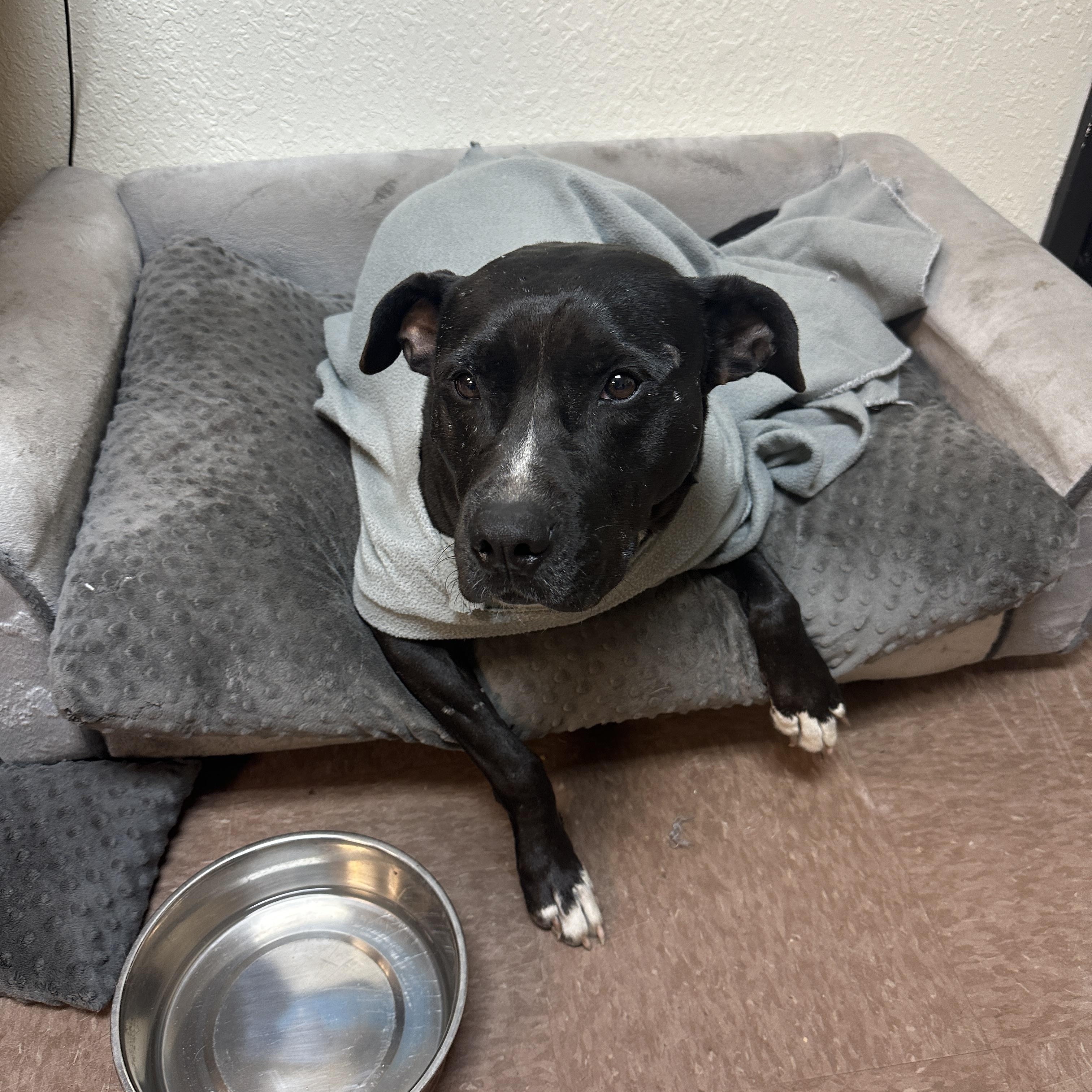Gus, an adoptable Pit Bull Terrier in Wellborn, FL, 32094 | Photo Image 3