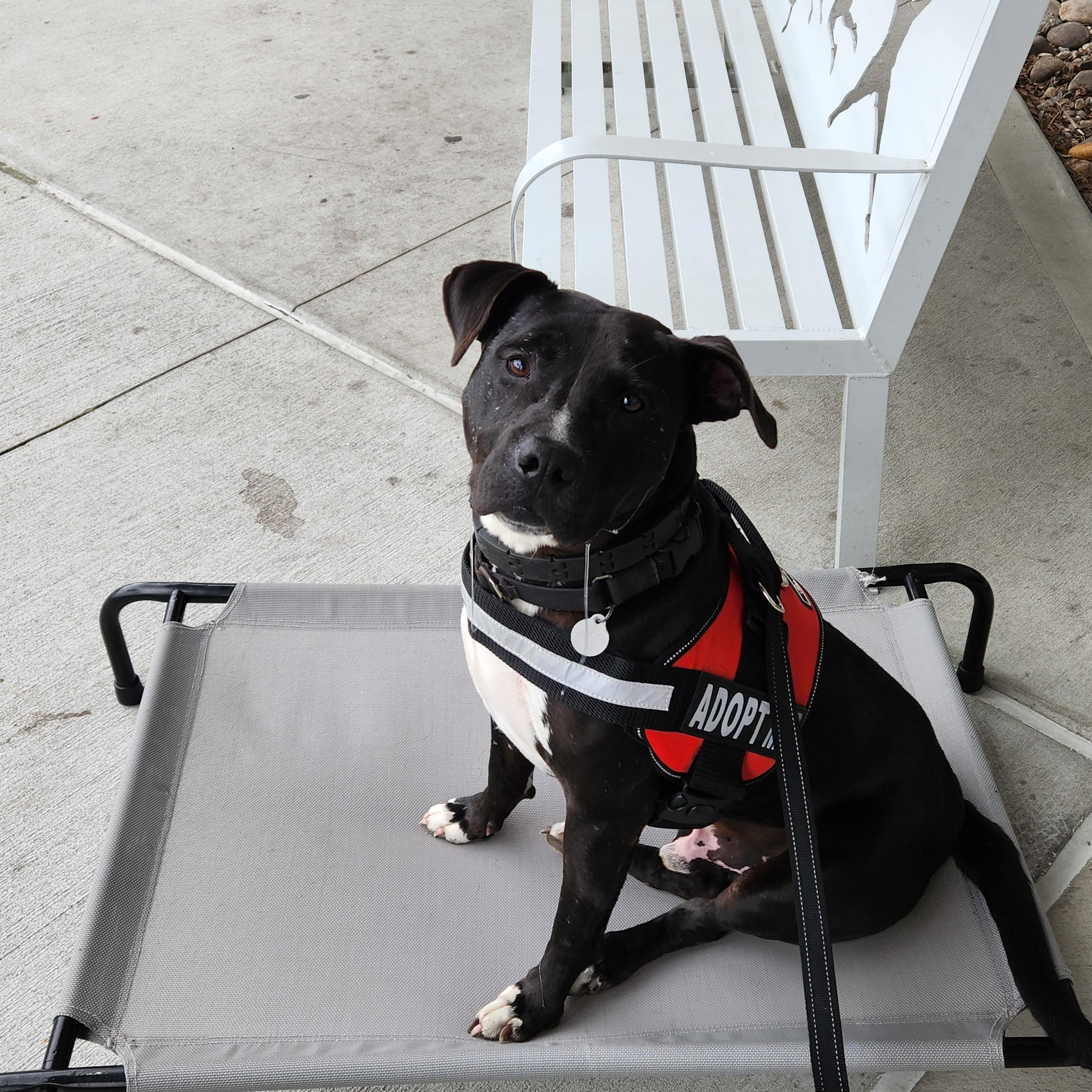 Gus, an adoptable Pit Bull Terrier in Wellborn, FL, 32094 | Photo Image 2
