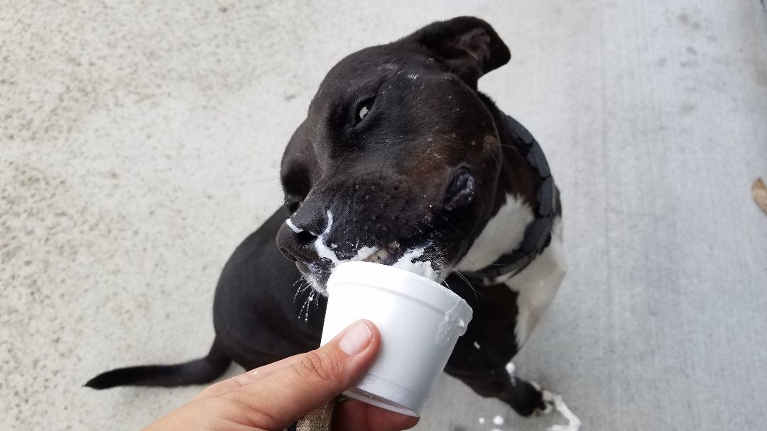 Gus, an adoptable Pit Bull Terrier in Wellborn, FL, 32094 | Photo Image 4