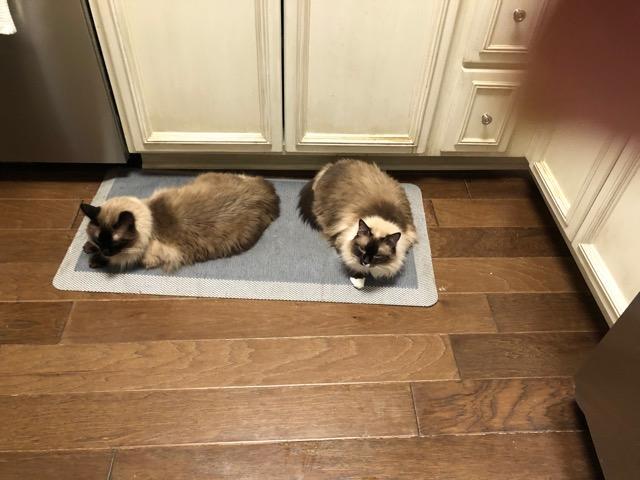 Zachary, Adoptable, Senior Male Ragdoll & Himalayan.