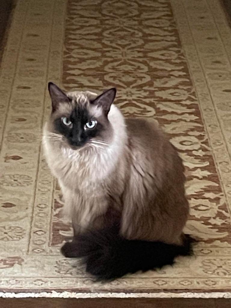 Zachary, Adoptable, Senior Male Ragdoll & Himalayan.