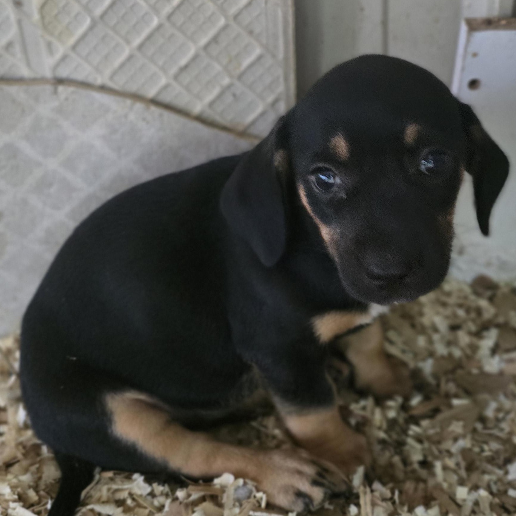 Enlarge Angel, a Adoptable mixed breed in Zaleski, OH image 2/2