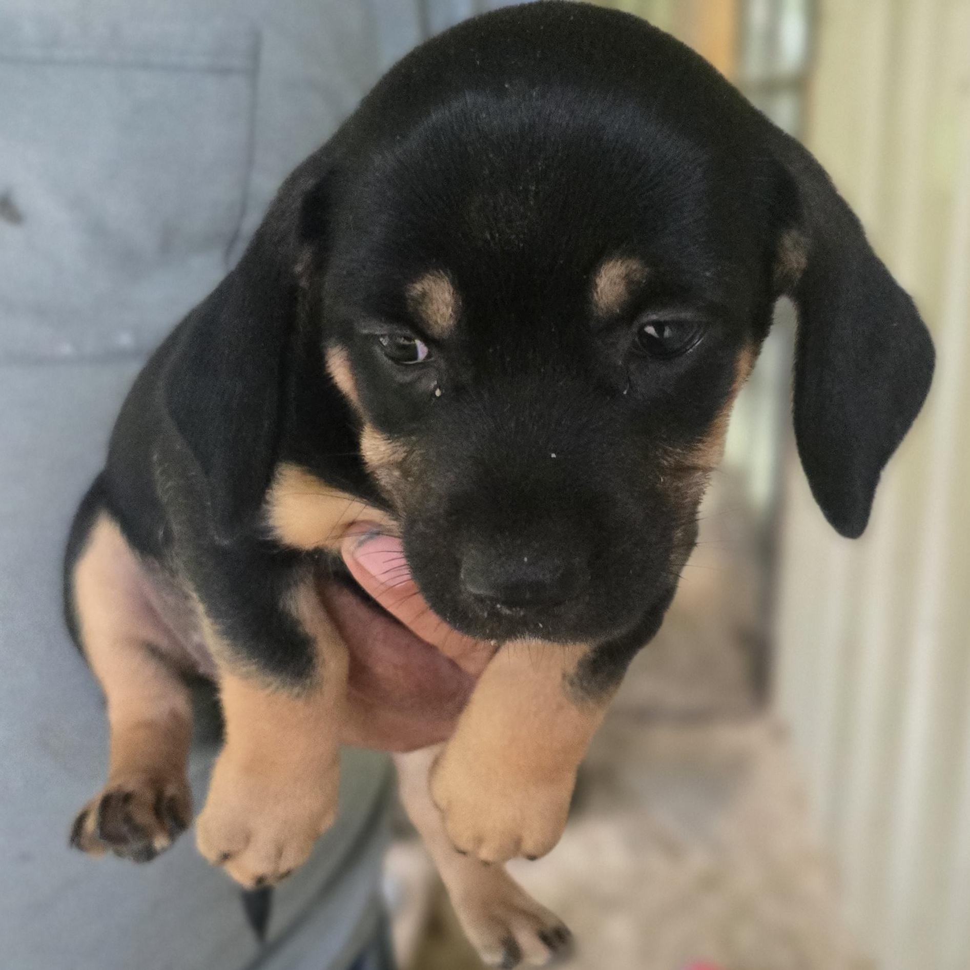 Enlarge Angel, a Adoptable mixed breed in Zaleski, OH image 1/2