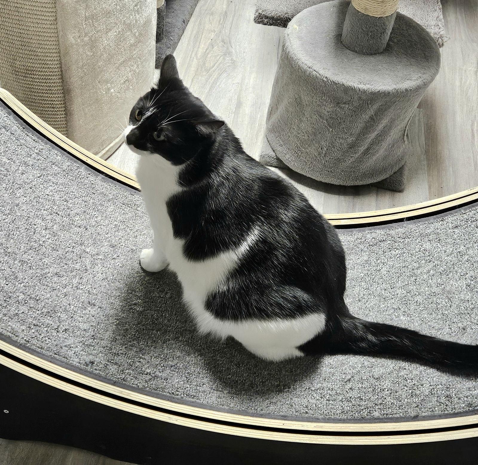 Tulip, Adoptable, Adult Female Domestic Short Hair.