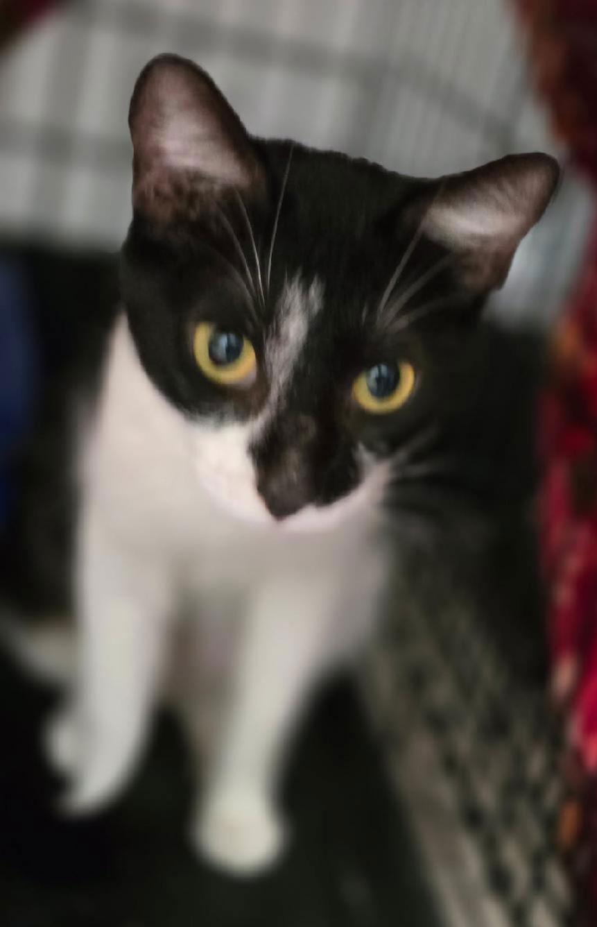 Enlarge Tulip, a Adoptable Domestic Short Hair in Greenfield, IN image 1/3