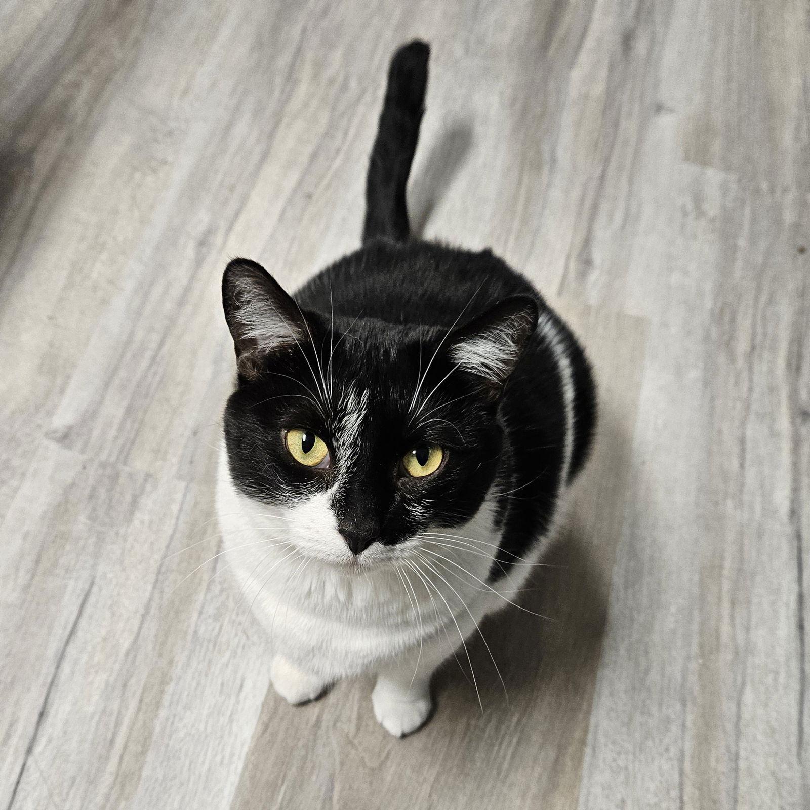 Enlarge Tulip, a Adoptable Domestic Short Hair in Greenfield, IN image 2/3