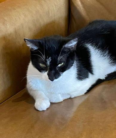 Enlarge Tulip, a Adoptable Domestic Short Hair in Greenfield, IN image 2/3