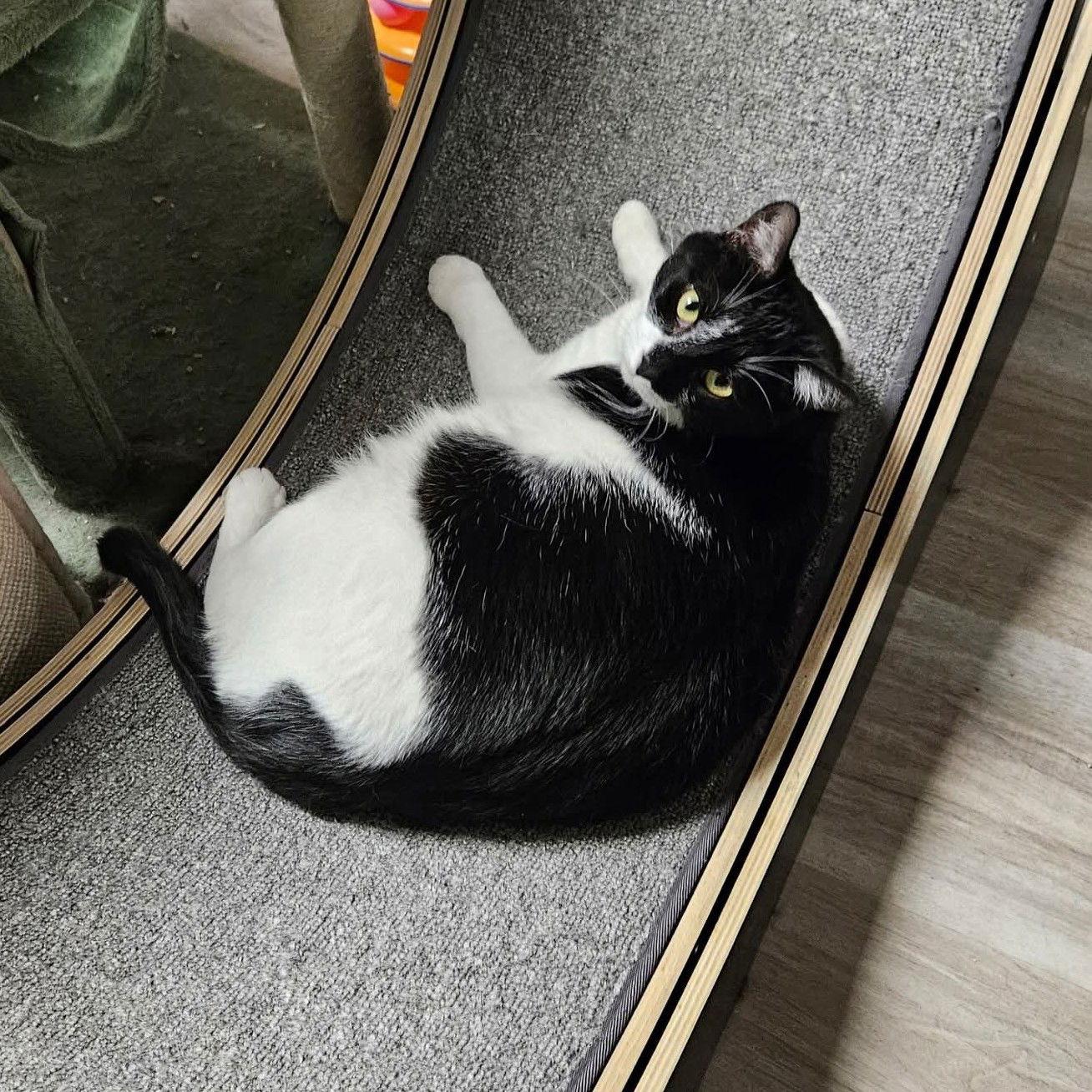 Enlarge Tulip, a Adoptable Domestic Short Hair in Greenfield, IN image 3/3