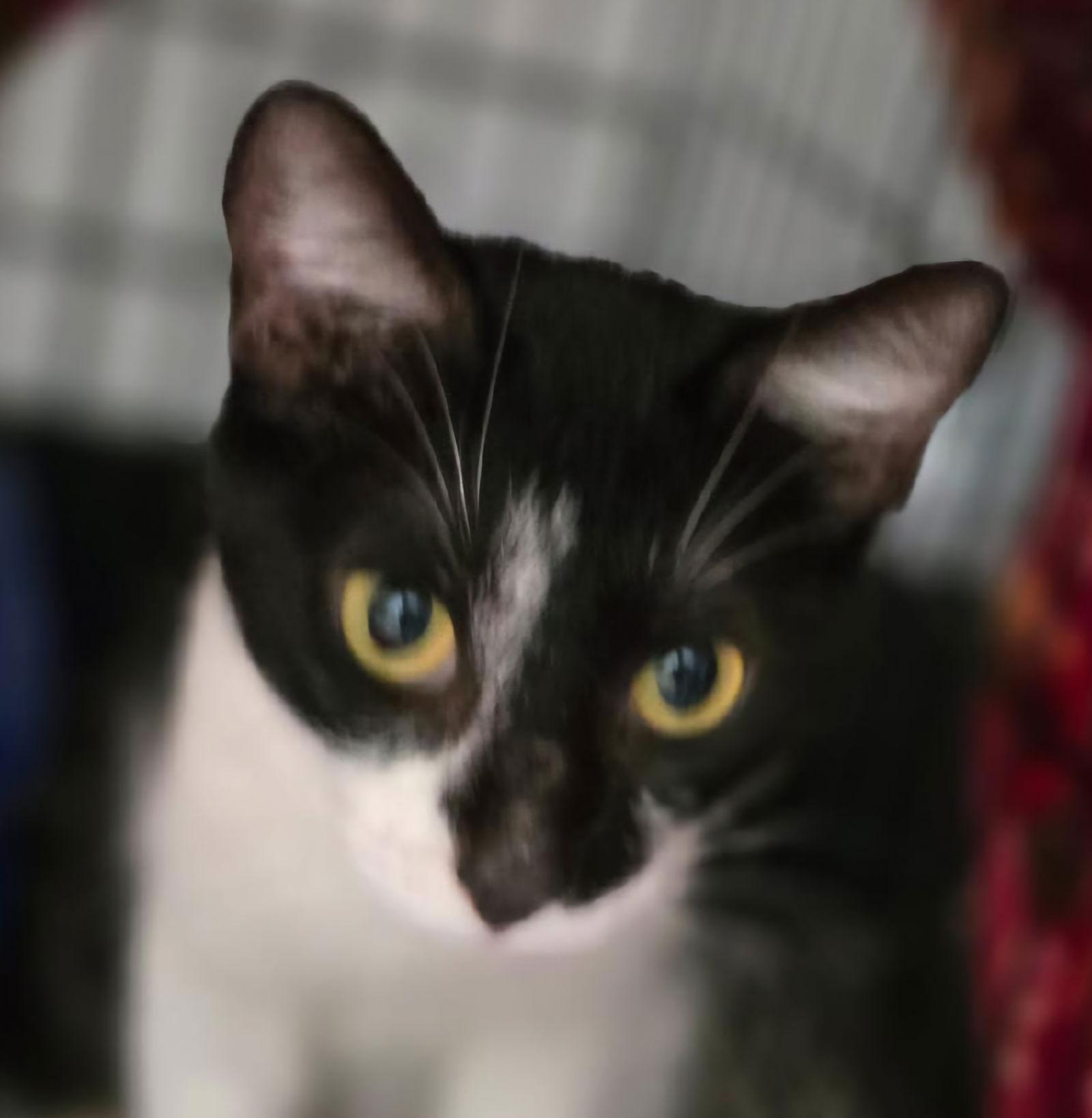 Enlarge Tulip, a Adoptable Domestic Short Hair in Greenfield, IN image 3/3