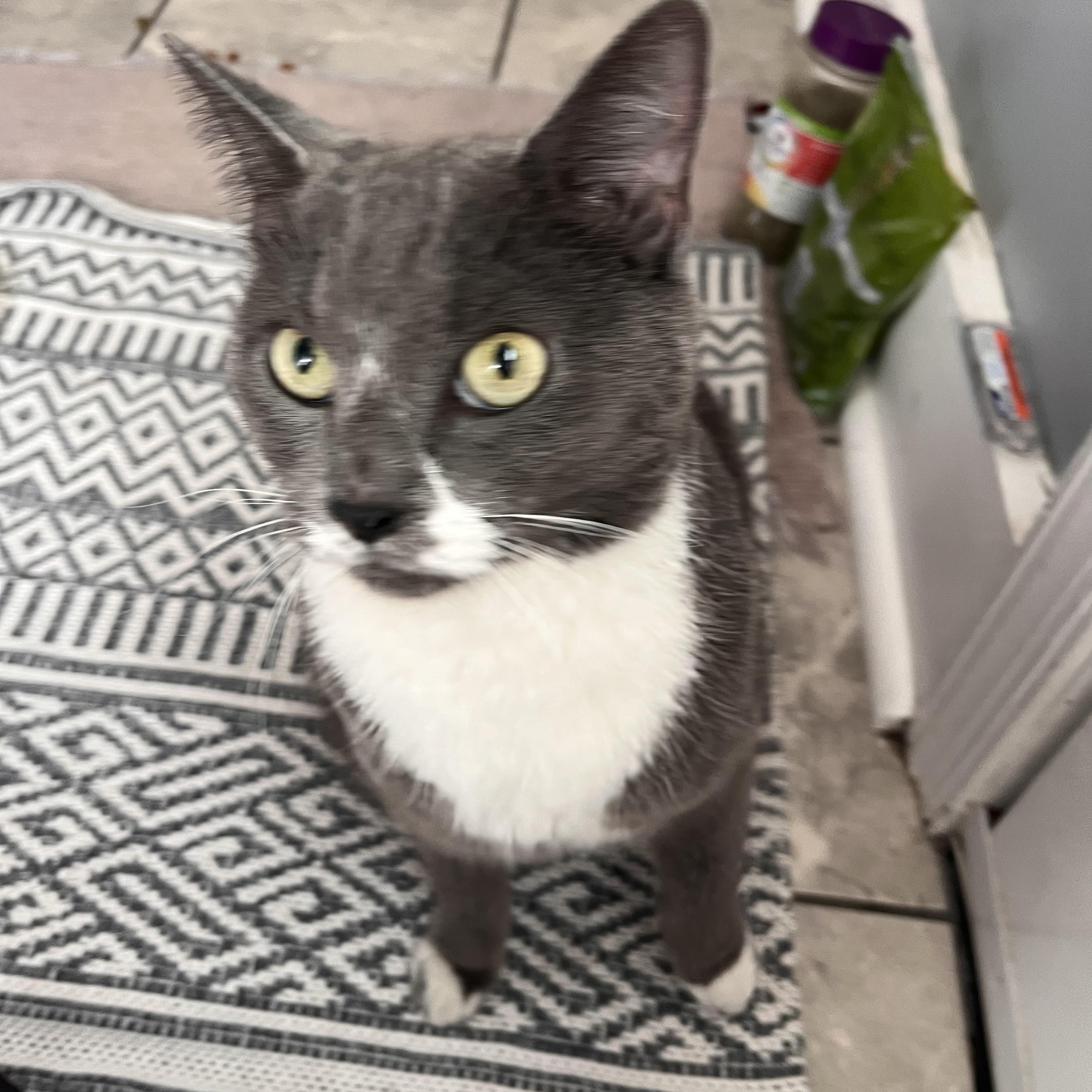 Enlarge Gracie- affectionate lap cat, a Adoptable Domestic Short Hair in West Chester, PA image 3/5