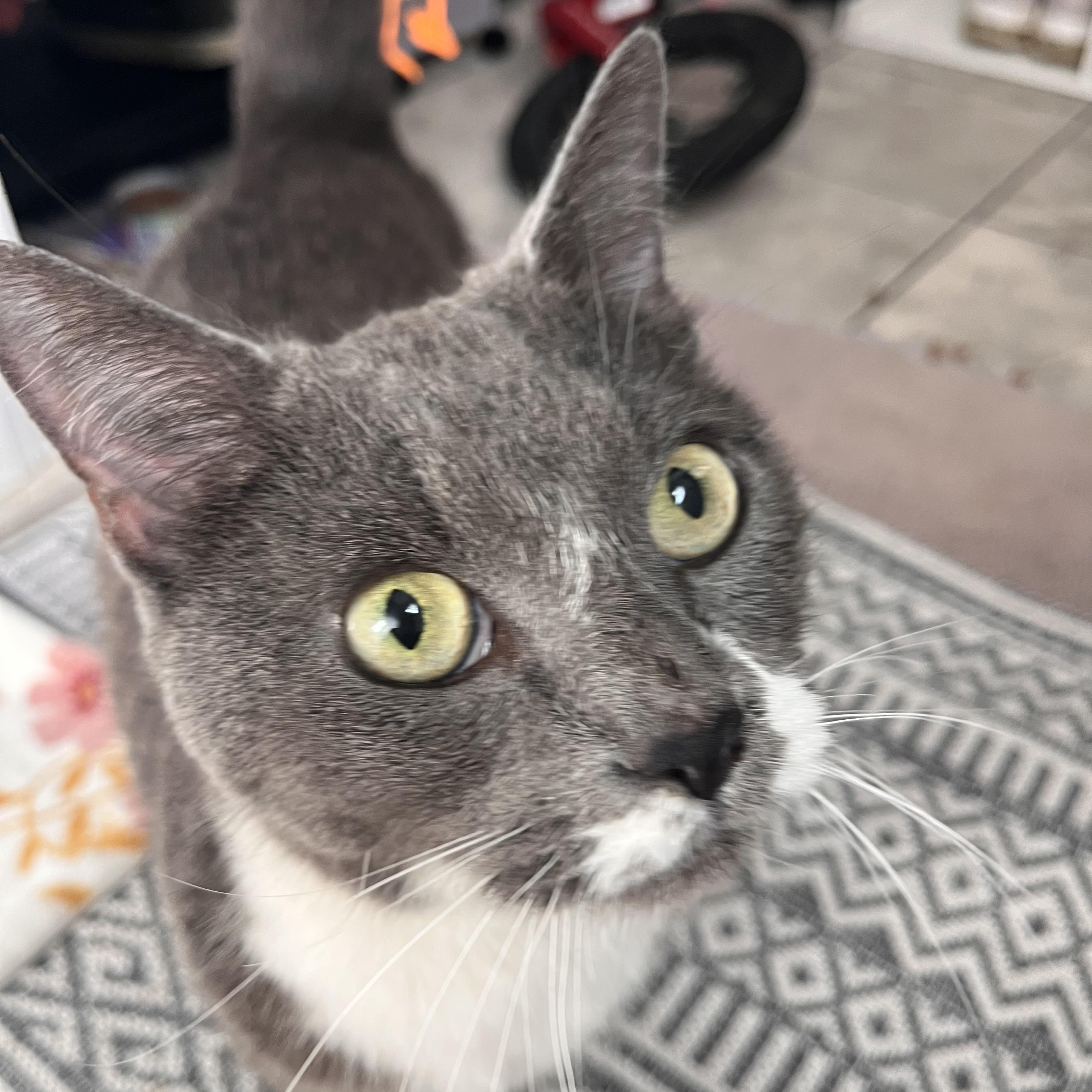 Enlarge Gracie- affectionate lap cat, a Adoptable Domestic Short Hair in West Chester, PA image 2/5