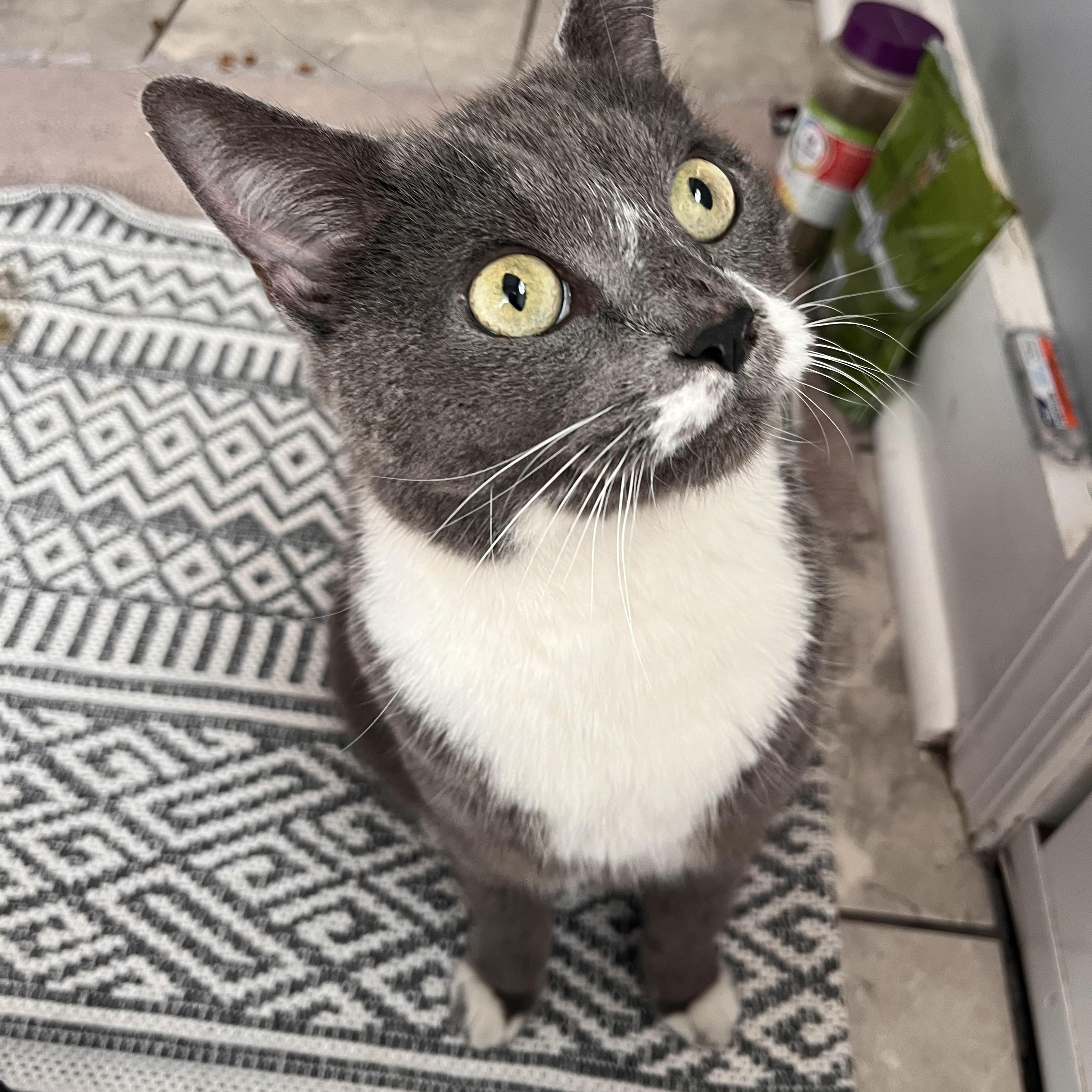 Enlarge Gracie- affectionate lap cat, a Adoptable Domestic Short Hair in West Chester, PA image 1/5