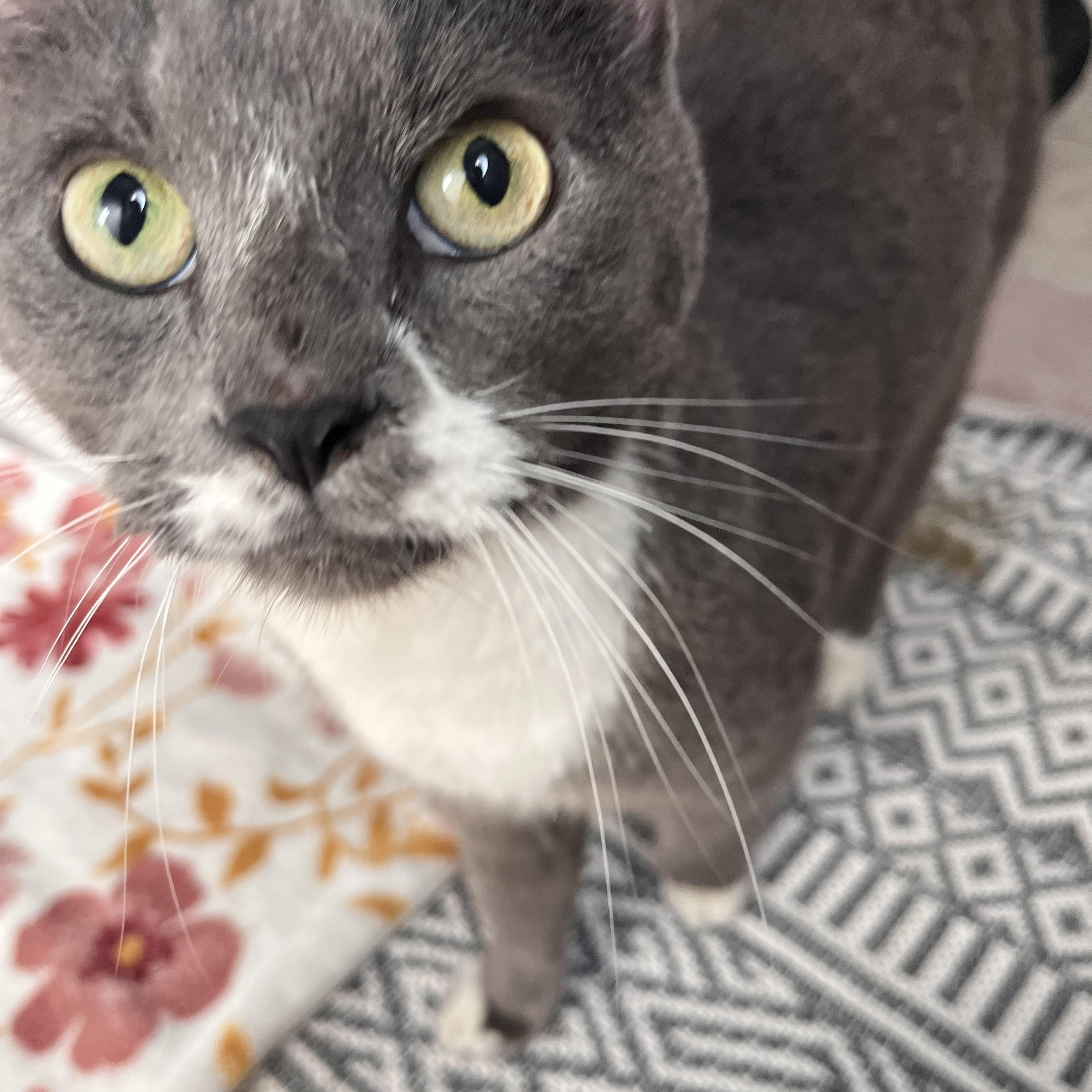 Enlarge Gracie- affectionate lap cat, a Adoptable Domestic Short Hair in West Chester, PA image 4/5