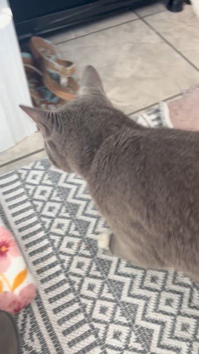 Enlarge Gracie- affectionate lap cat, a Adoptable Domestic Short Hair in West Chester, PA video 5/5