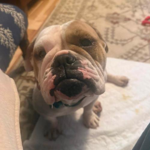 Dolly, Adoptable, Young Female English Bulldog.