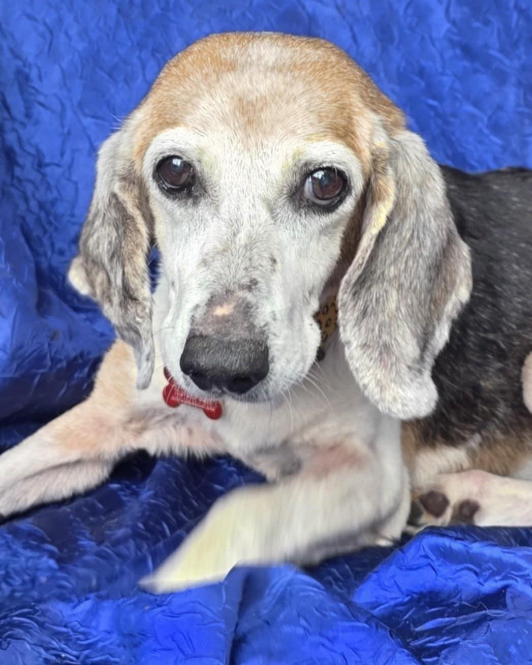 Enlarge Lucy Dawson, a Adoptable Beagle in Cuba, NY image 1/3