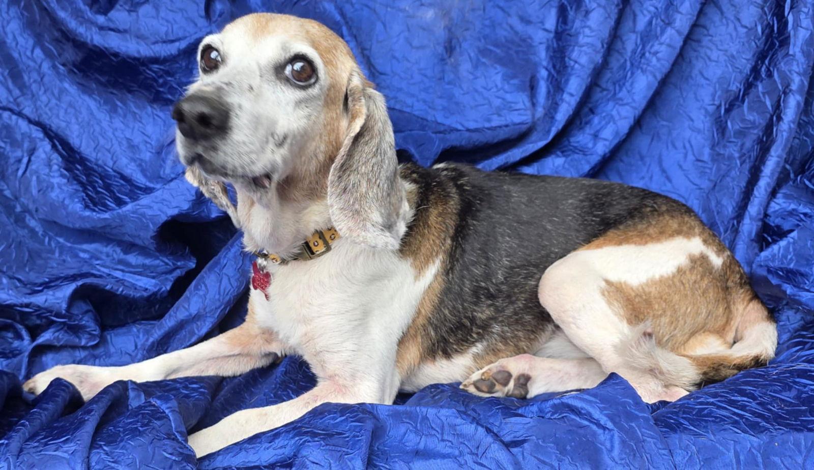 Enlarge Lucy Dawson, a Adoptable Beagle in Cuba, NY image 2/3