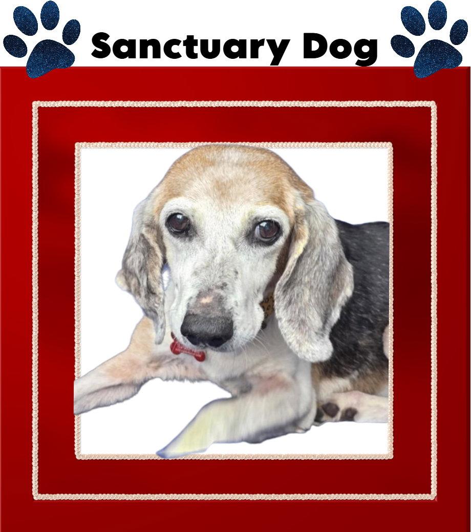 Lucy Dawson, Adoptable, Senior Female Beagle.