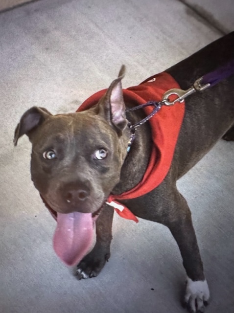 Enlarge Shiloh, a Adoptable Mixed Breed image 6/6