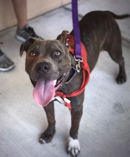 Enlarge Shiloh, a Adoptable Mixed Breed image 5/6