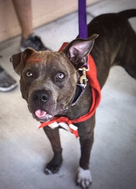 Enlarge Shiloh, a Adoptable Mixed Breed image 1/6