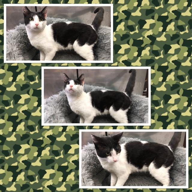 JOE, Adoptable, Young Male Domestic Short Hair.
