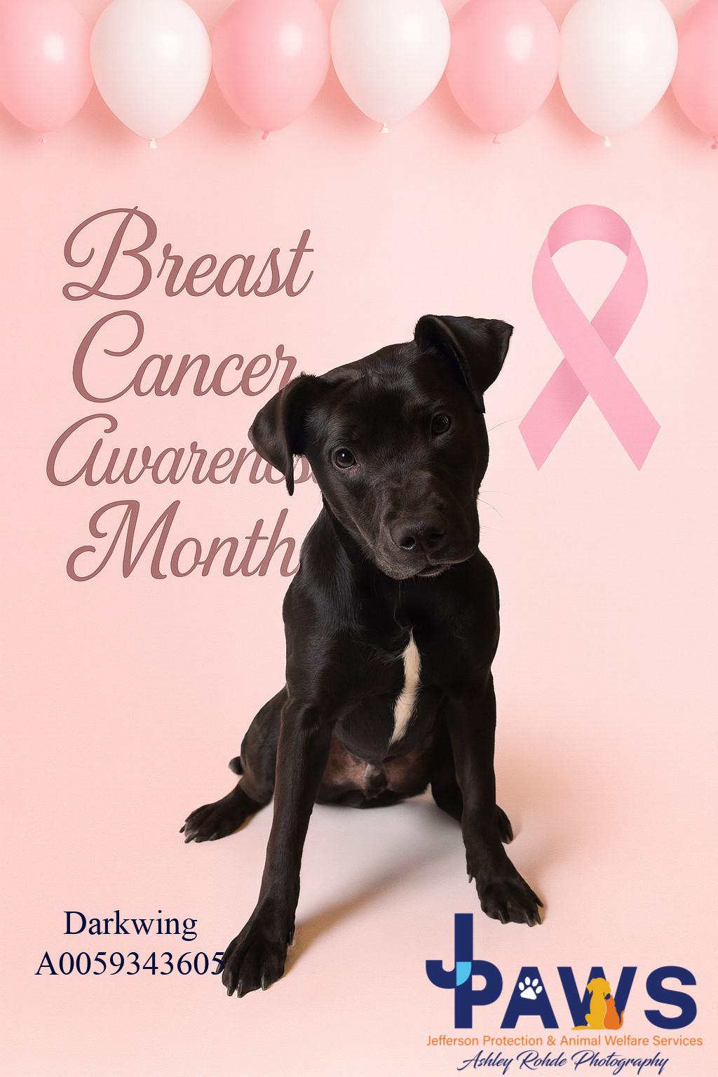 Darkwing 59343605, a Adoptable Mixed Breed in Harvey , LA image 1/4
