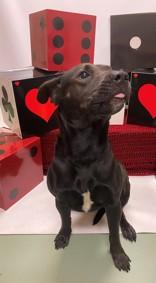 Darkwing 59343605, Adoptable, Young Male Mixed Breed.