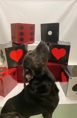 Darkwing 59343605, a Adoptable Mixed Breed in Harvey , LA image 3/4