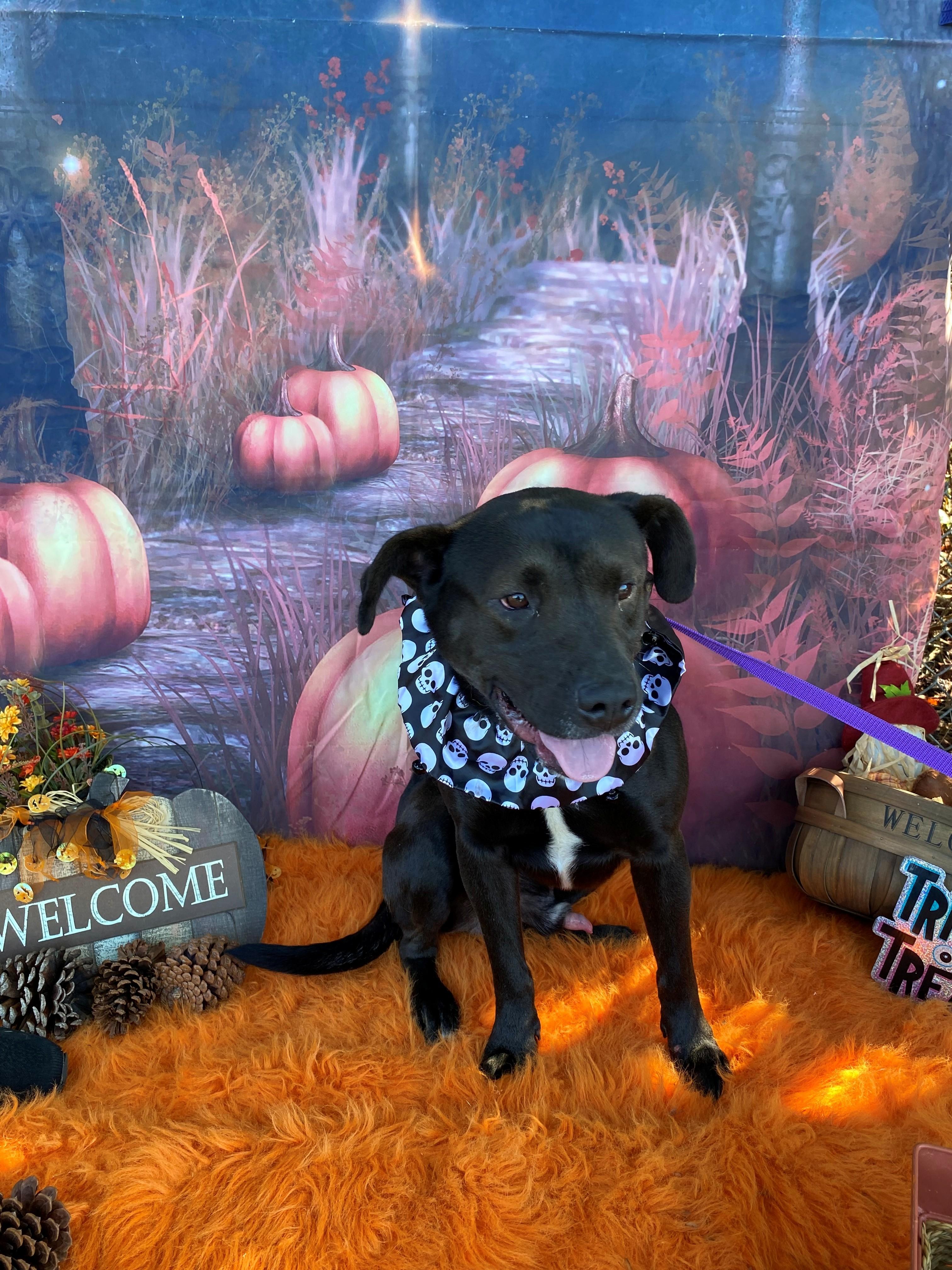 Darkwing 59343605, a Adoptable Mixed Breed in Harvey , LA image 4/4