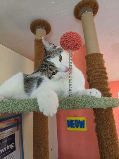 Biscotti, a Adoptable mixed breed in Scottsbluff, NE image 1/3