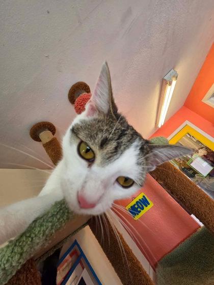 Biscotti, a Adoptable mixed breed in Scottsbluff, NE image 2/3