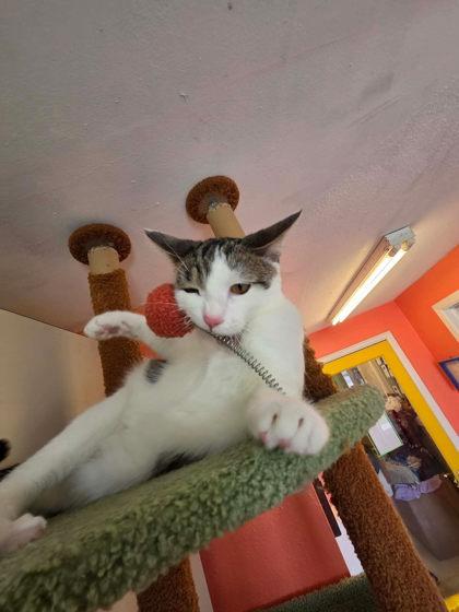 Biscotti, a Adoptable mixed breed in Scottsbluff, NE image 3/3