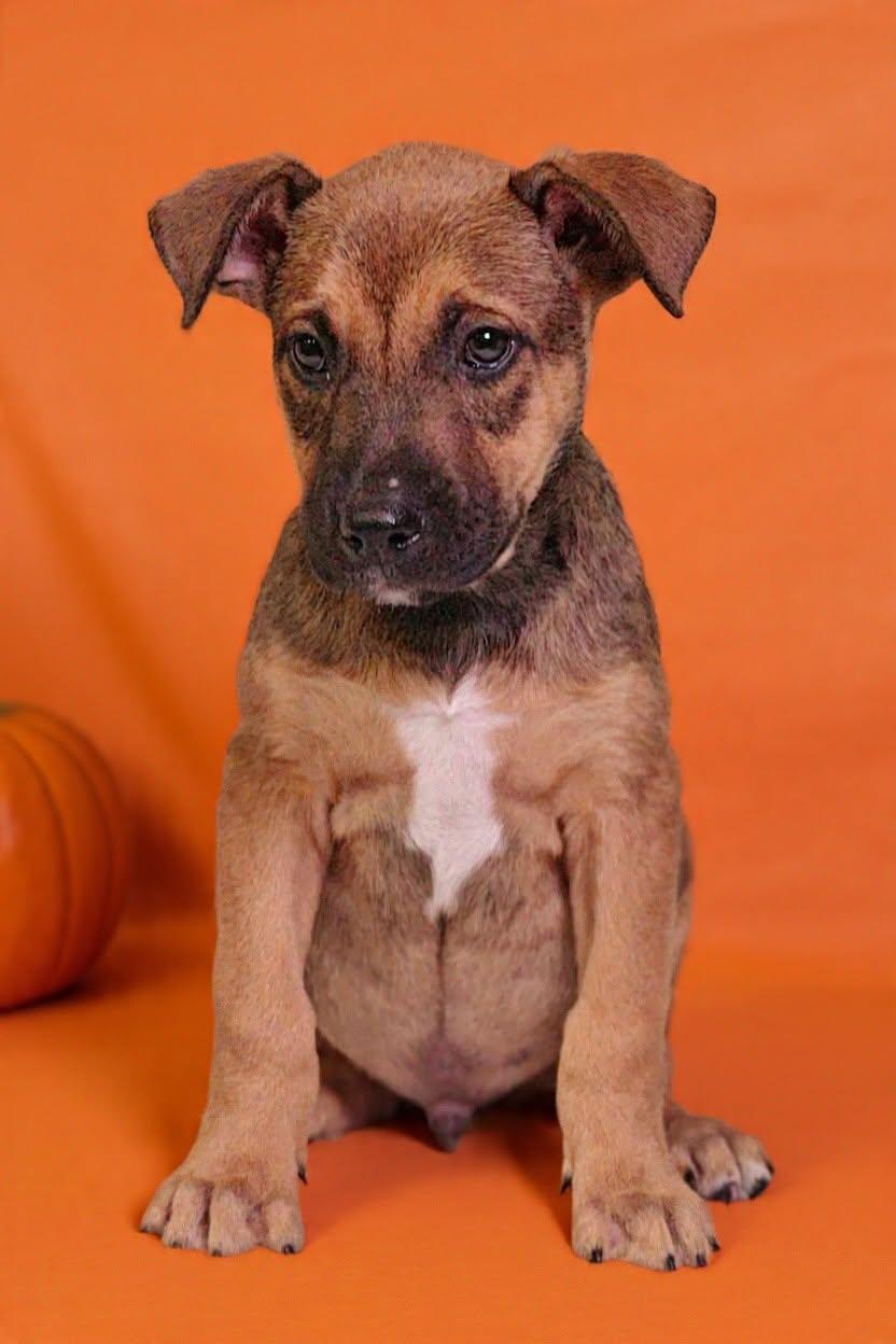 Enlarge Hendrix 26/792, a Adoptable mixed breed in Talladega, AL image 1/3