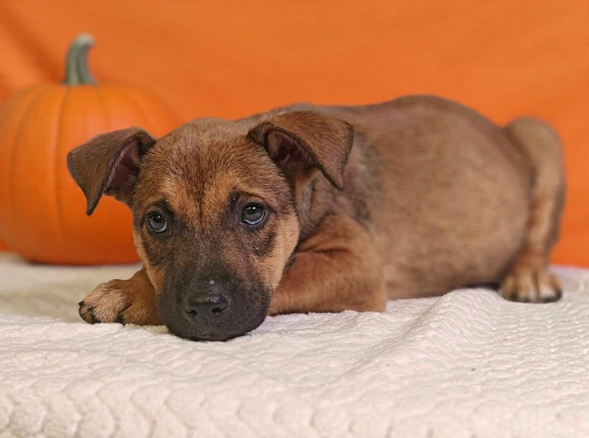 Enlarge Hendrix 26/792, a Adoptable mixed breed in Talladega, AL image 2/3