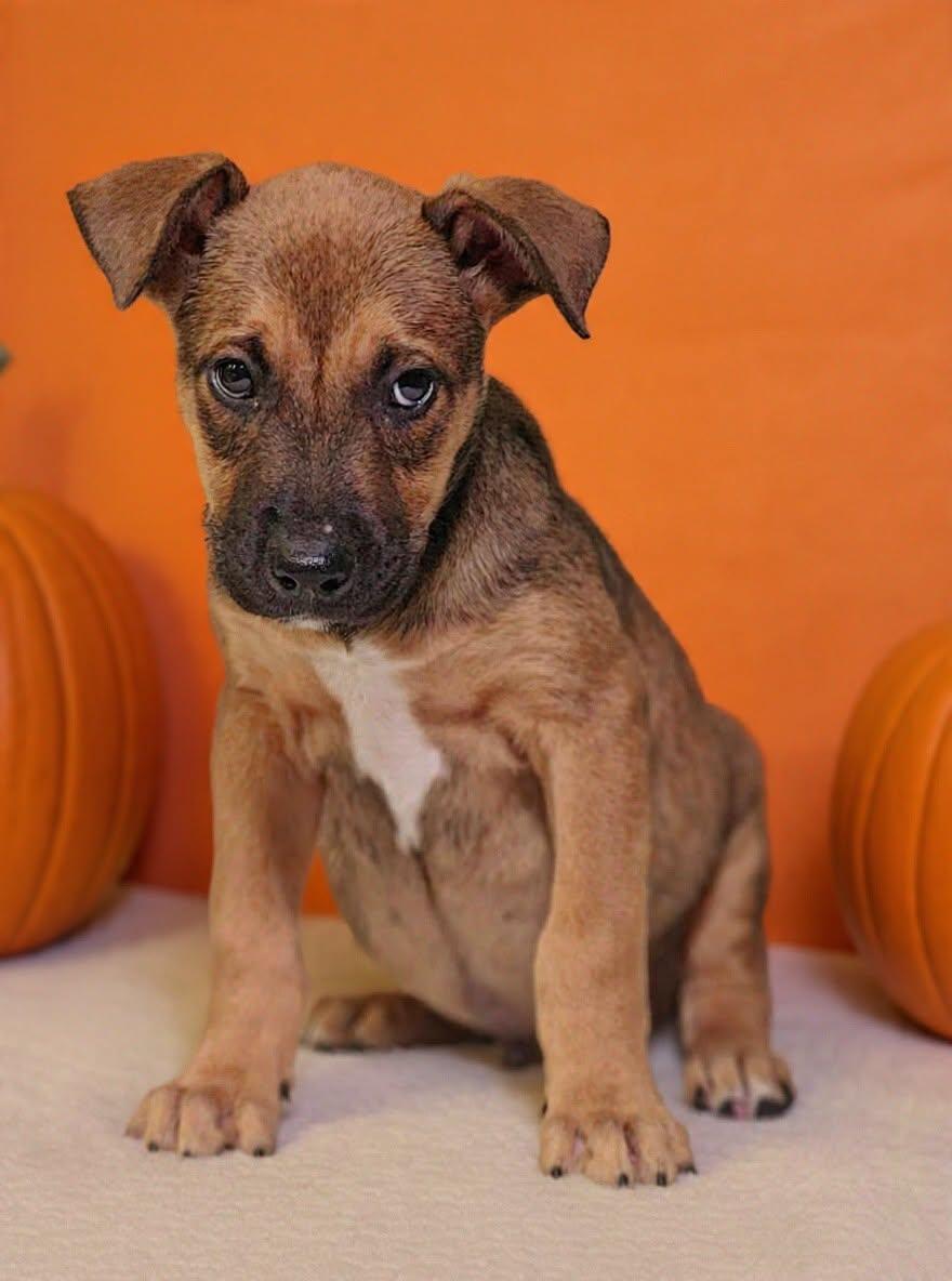 Enlarge Hendrix 26/792, a Adoptable mixed breed in Talladega, AL image 3/3