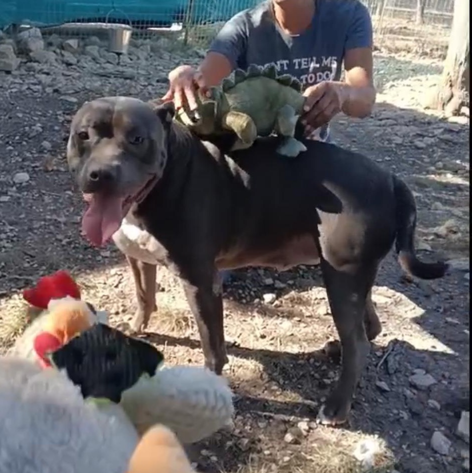 CESAR > Bleeding Heart Society — thumbnail 4