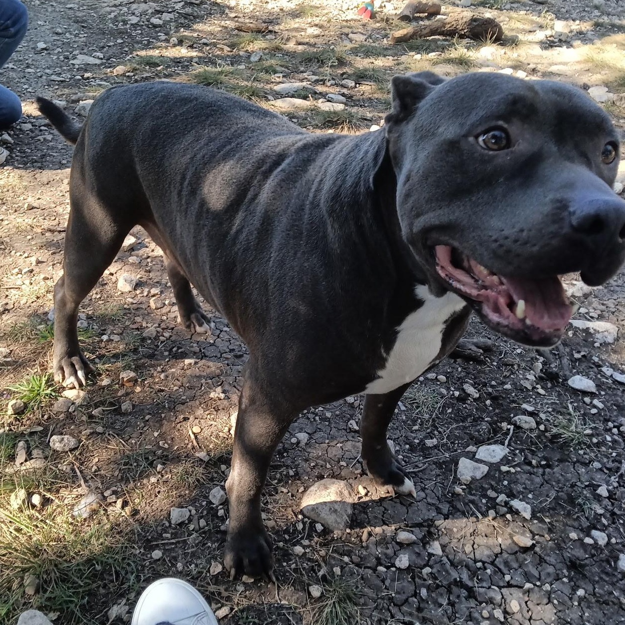 CESAR > Bleeding Heart Society — thumbnail 5