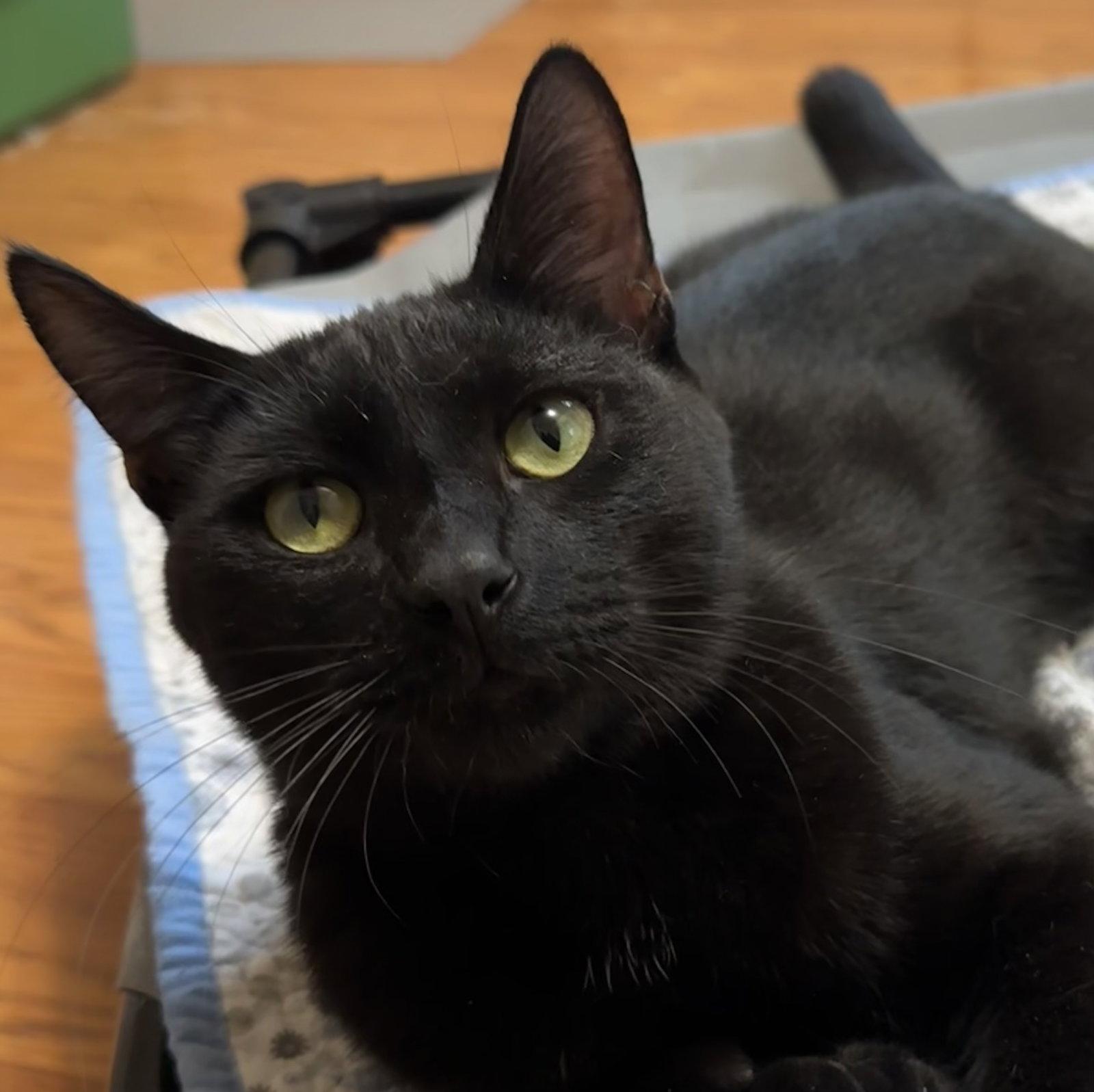 Enlarge Sharpie, a Adoptable Domestic Short Hair in Newtown Square, PA image 2/3