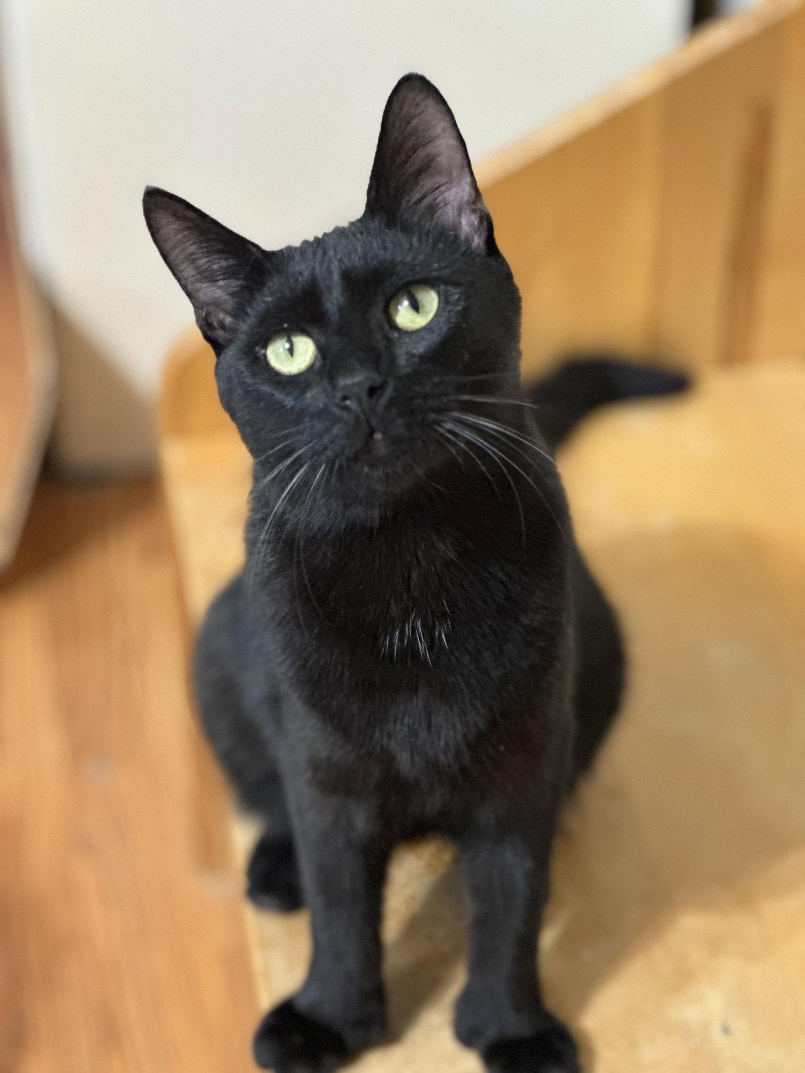 Enlarge Sharpie, a Adoptable Domestic Short Hair in Newtown Square, PA image 3/3