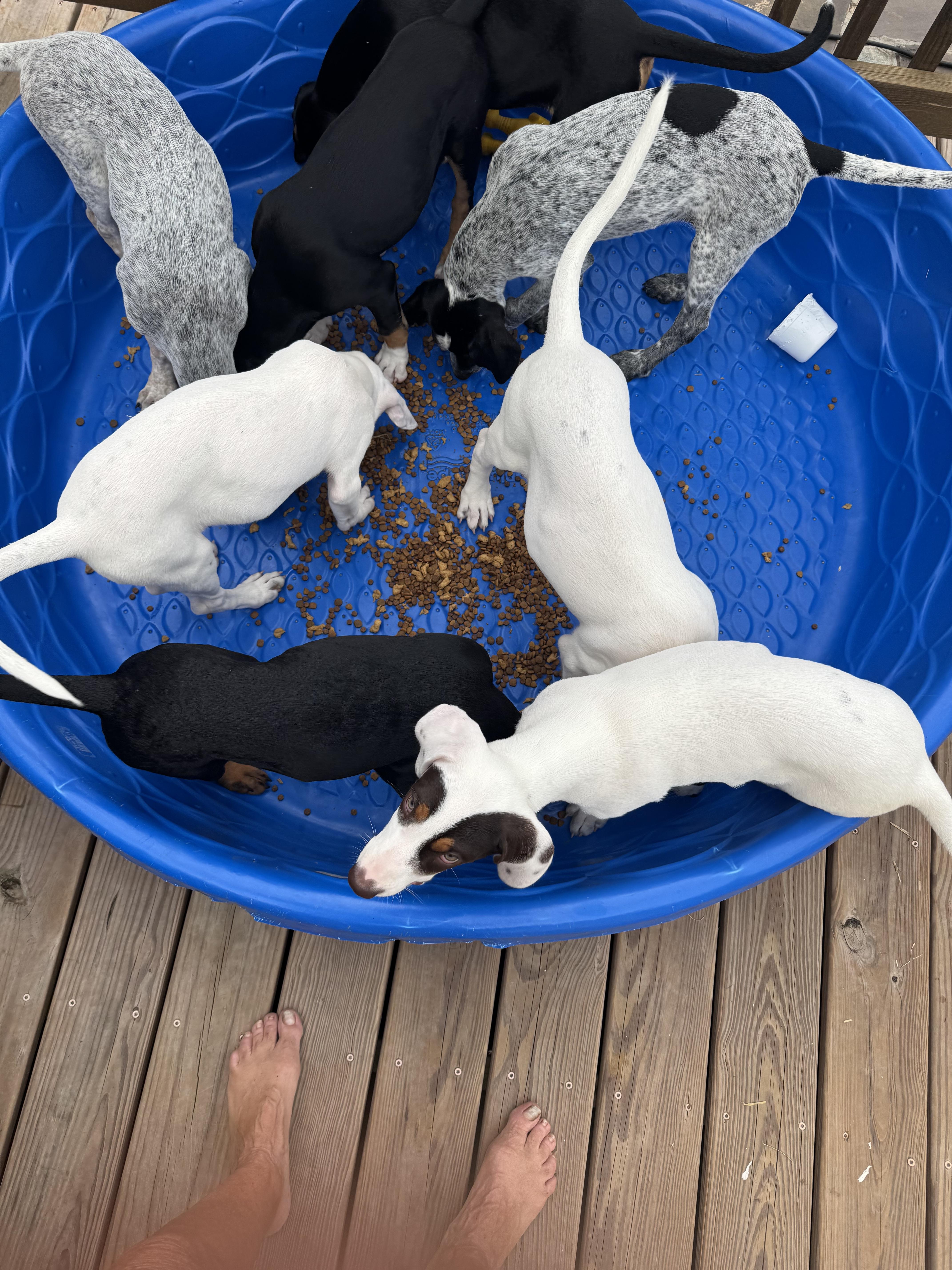 Enlarge Frost, a Adoptable mixed breed in Stuarts Draft, VA image 6/6