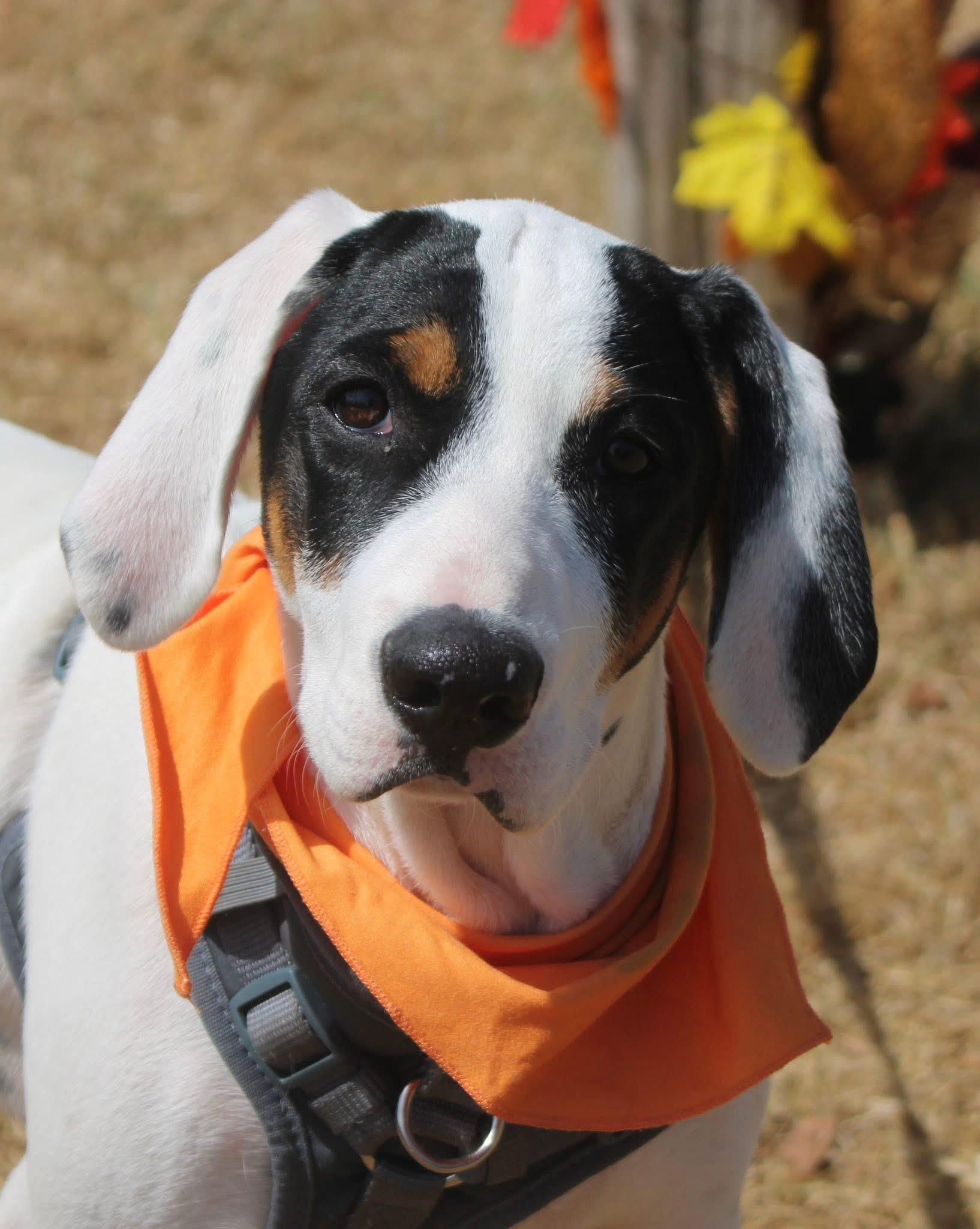 Enlarge Frost, a Adoptable mixed breed in Stuarts Draft, VA image 1/6