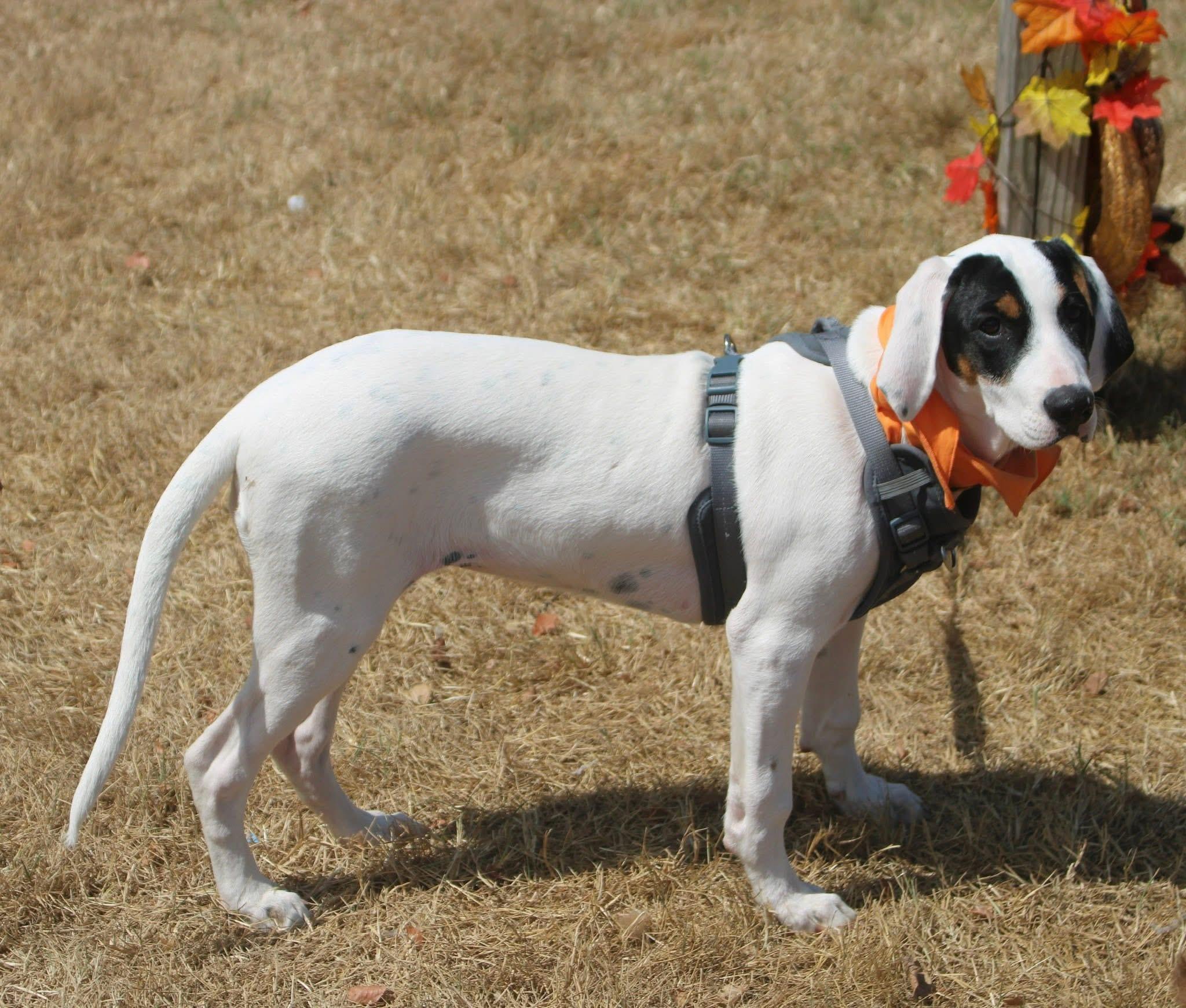 Enlarge Frost, a Adoptable mixed breed in Stuarts Draft, VA image 2/6