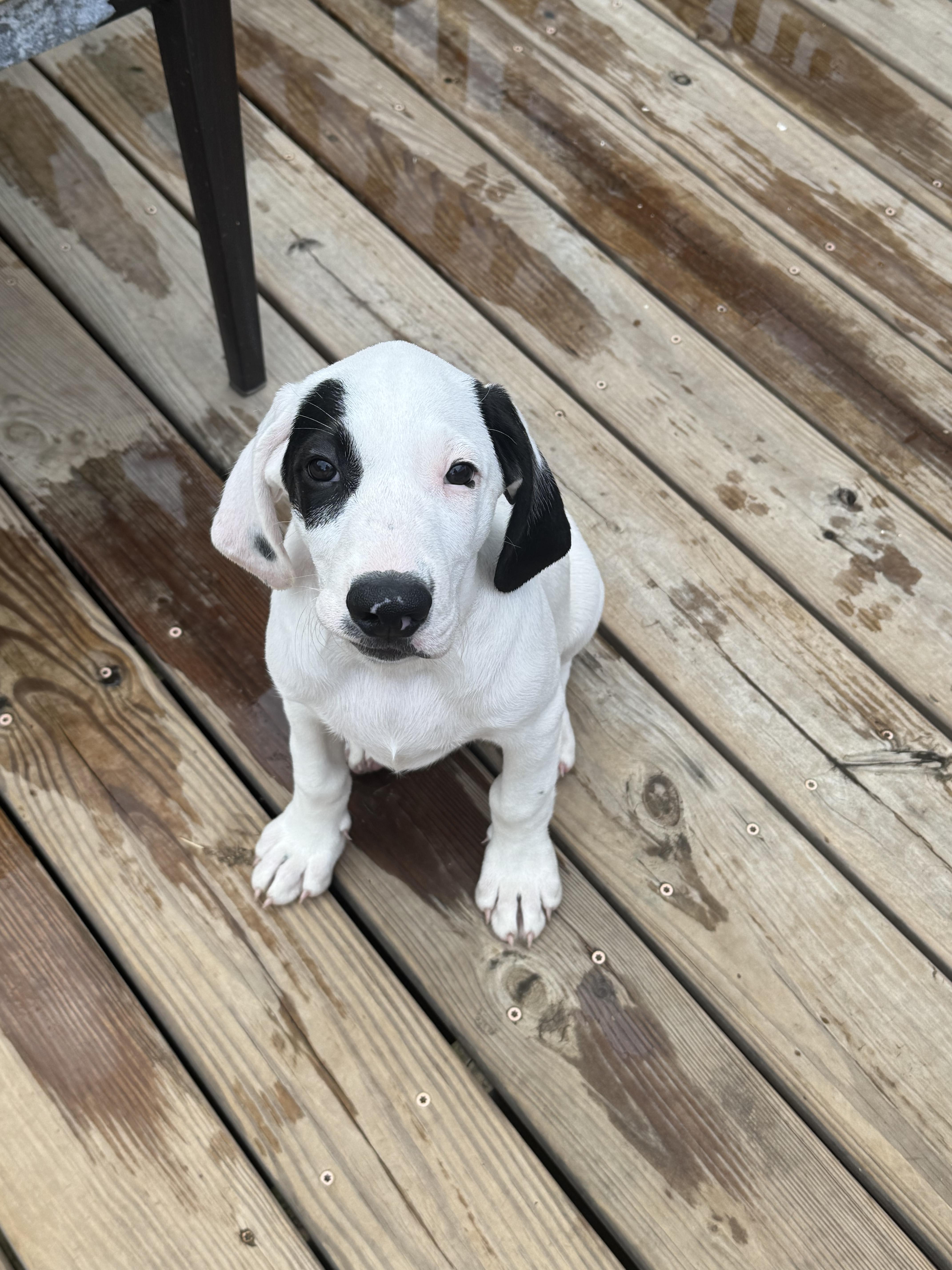 Enlarge Frost, a Adoptable mixed breed in Stuarts Draft, VA image 3/6