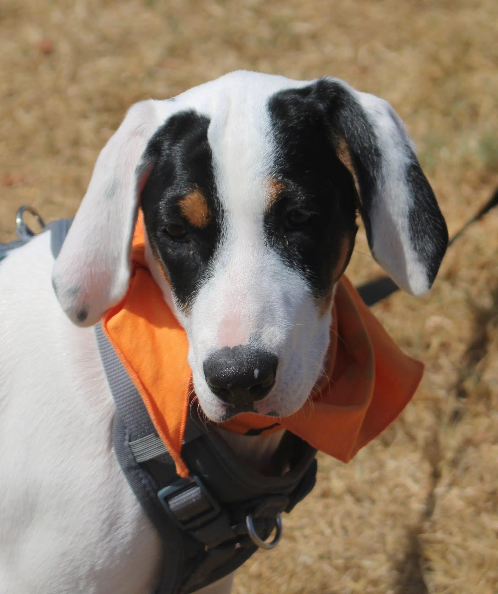 Enlarge Frost, a Adoptable mixed breed in Stuarts Draft, VA image 5/6