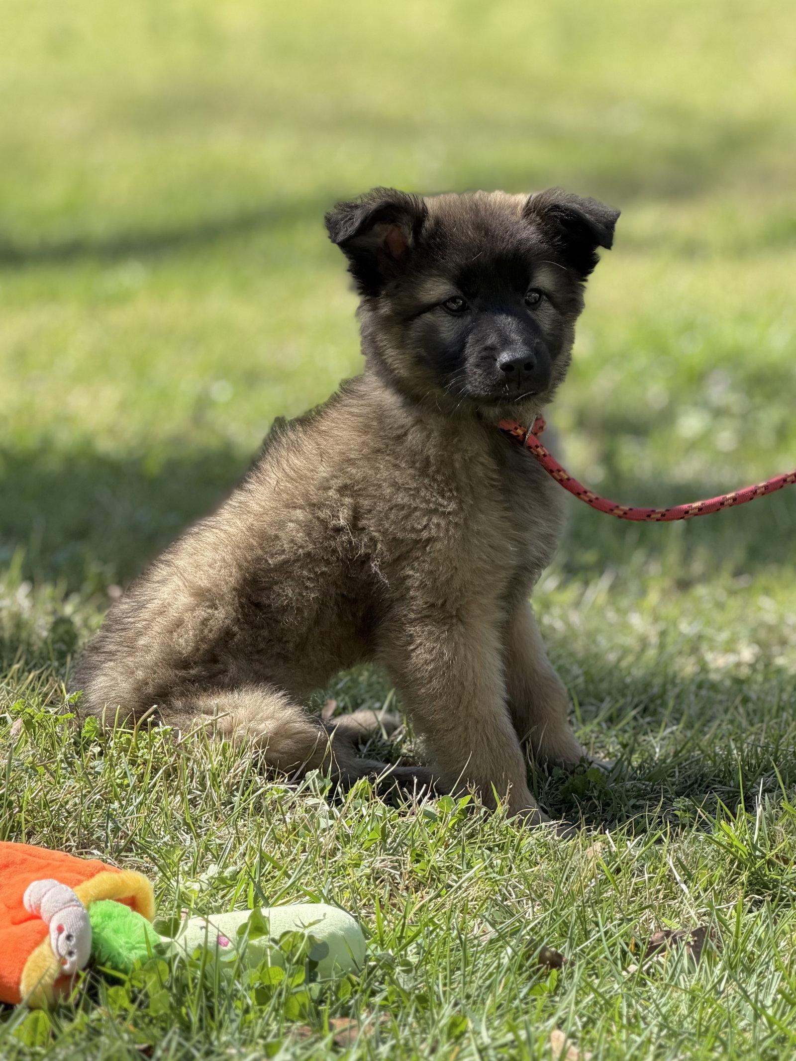 Enlarge LUCKY, a Adopted Shepherd in Locust Fork, AL image 2/3