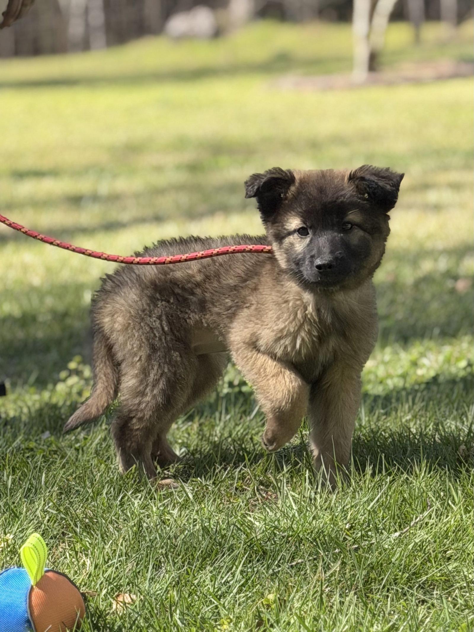 Enlarge LUCKY, a Adopted Shepherd in Locust Fork, AL image 3/3