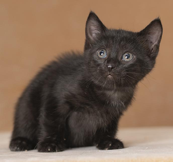 Enlarge Stowaway, a Adopted Domestic Short Hair in Chicago, IL image 2/4
