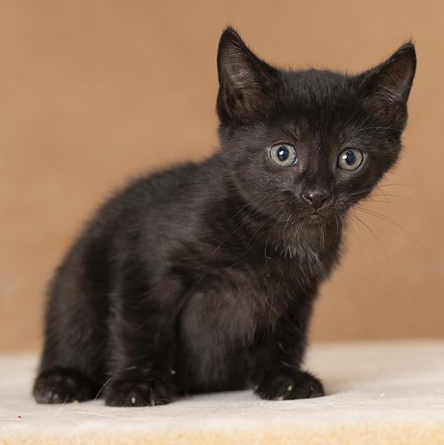 Enlarge Stowaway, a Adopted Domestic Short Hair in Chicago, IL image 3/4